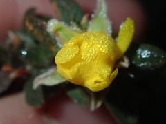 Hibbertia commutata