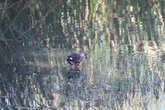Gallinula galeata cachinnans