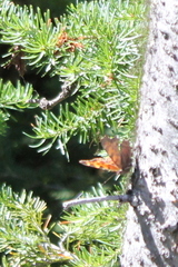 Polygonia