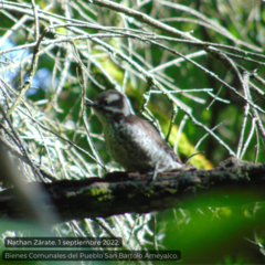 Dryobates stricklandi