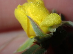 Hibbertia commutata