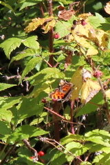 Polygonia