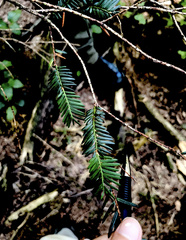 Picea sitchensis