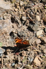 Polygonia