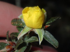 Hibbertia commutata