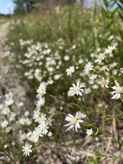 Solidago ptarmicoides