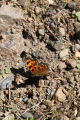 Polygonia