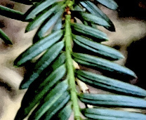Picea sitchensis