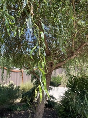 Salix babylonica tortuosa