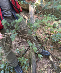 Picea sitchensis