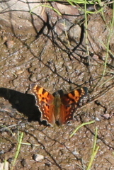 Polygonia