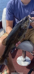 Micropterus dolomieu