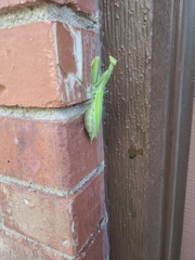 Mantis religiosa