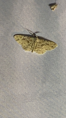 Iridopsis defectaria