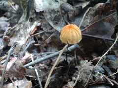 Marasmius siccus