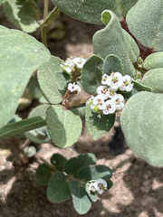 Euphorbia capitellata