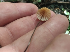 Marasmius siccus
