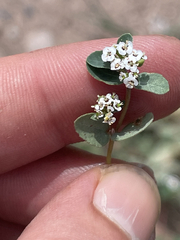 Euphorbia capitellata