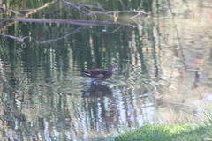 Gallinula galeata cachinnans