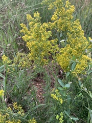 Galium verum