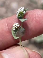 Euphorbia capitellata