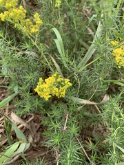 Galium verum