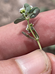 Euphorbia capitellata