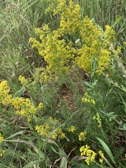 Galium verum