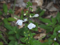 Scutellaria arenicola