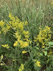 Galium verum
