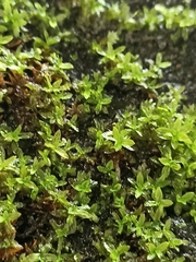 Hyophila
