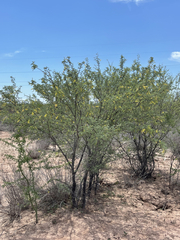 Prosopis palmeri