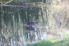 Gallinula galeata cachinnans