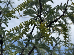 Prosopis palmeri
