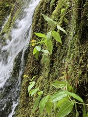 Arnica lanceolata prima