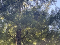 Picea sitchensis
