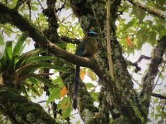 Momotus aequatorialis