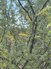 Prosopis palmeri