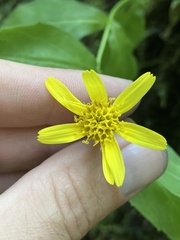 Arnica lanceolata prima