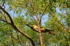 Ortalis poliocephala