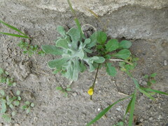 Gnaphalieae