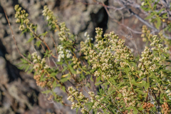 Chamaebatiaria millefolium