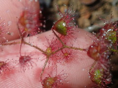 Drosera macrantha