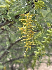 Prosopis palmeri