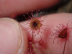 Drosera macrantha
