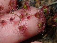 Drosera macrantha