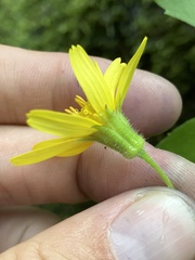 Arnica lanceolata prima