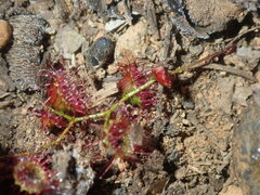 Drosera macrantha