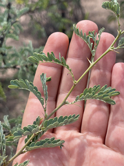Prosopis palmeri