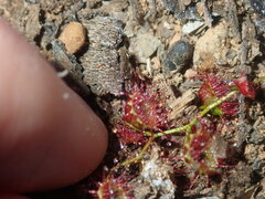 Drosera macrantha